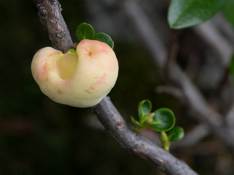 Exobasidium rhododendri